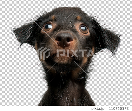 lundberg puppy looking up at camera png download lundberg puppy looking up at camera png download 110750578