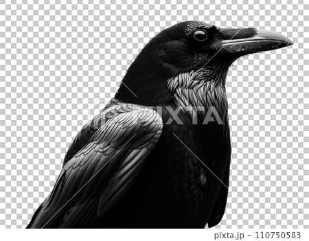 a black crow in silhouette isolated a black crow in silhouette isolated 110750583