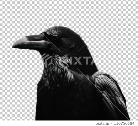 a black crow in silhouette isolated a black crow in silhouette isolated 110750584