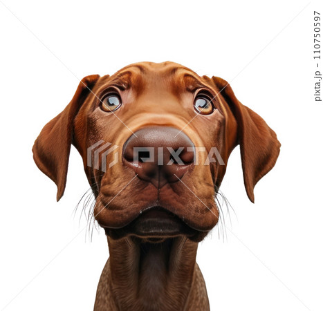 lundberg puppy looking up at camera png download lundberg puppy looking up at camera png download 110750597