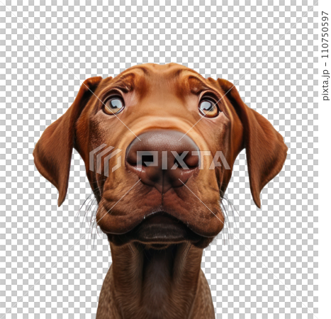 lundberg puppy looking up at camera png download lundberg puppy looking up at camera png download 110750597