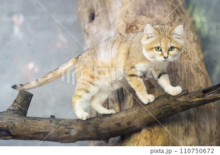 かわいいスナネコ　神戸どうぶつ王国　兵庫県神戸市 110750672
