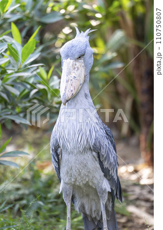 じっとしているハシビロコウ　神戸どうぶつ王国　兵庫県神戸市 110750807