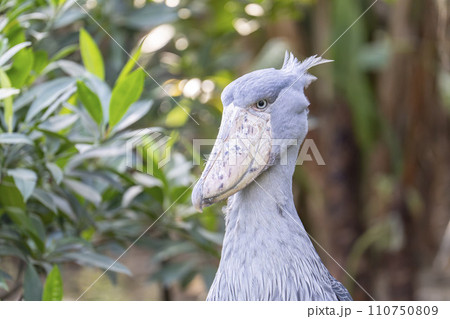 じっとしているハシビロコウ　神戸どうぶつ王国　兵庫県神戸市 110750809