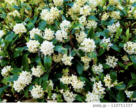 白い沈丁花(ジンチョウゲ)が咲く風景 白い沈丁花(ジンチョウゲ)が咲く風景 110751337