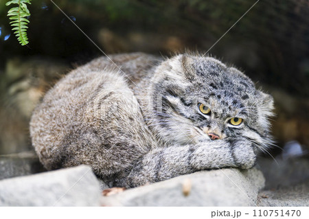 丸くなるマヌルネコ 神戸どうぶつ王国 兵庫県神戸市 丸くなるマヌルネコ 神戸どうぶつ王国 兵庫県神戸市 110751470