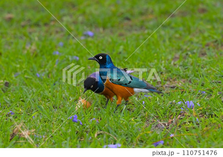 East African songbirds of the starling family Superb Starling (Spreo superbus) 110751476