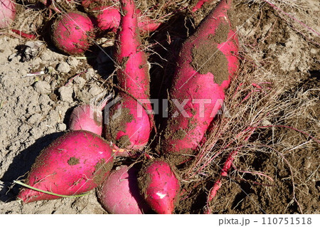 サツマイモ畑 サツマイモ畑 110751518