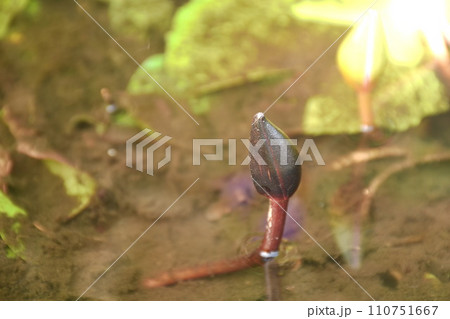 lotus water lily flower prepared to blooming in water 110751667
