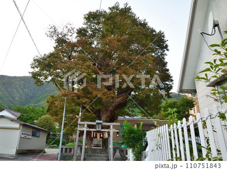 弥彦の蛸欅(新潟県) 弥彦の蛸欅(新潟県) 110751843