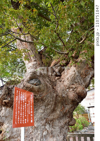 弥彦の蛸欅(新潟県) 弥彦の蛸欅(新潟県) 110751847