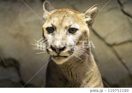 神戸どうぶつ王国のクーガー（ピューマ）　兵庫県神戸市 110752180