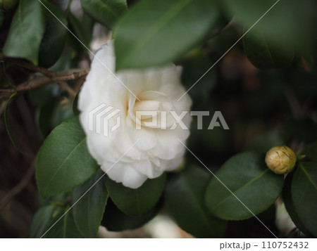 白い椿 110752432