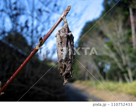 道端で見かけた立派な蓑虫 道端で見かけた立派な蓑虫 110752433