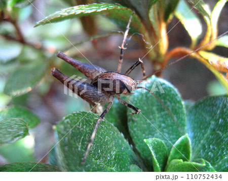馬を連想させるカマドウマ 110752434