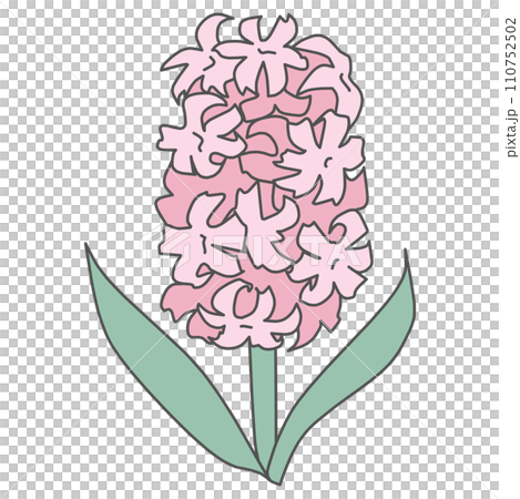 Color illustration of a simple deformed pink hyacinth flower Color illustration of a simple deformed pink hyacinth flower 110752502