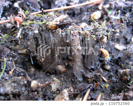 寒い冬の朝に見られる霜柱 寒い冬の朝に見られる霜柱 110752560