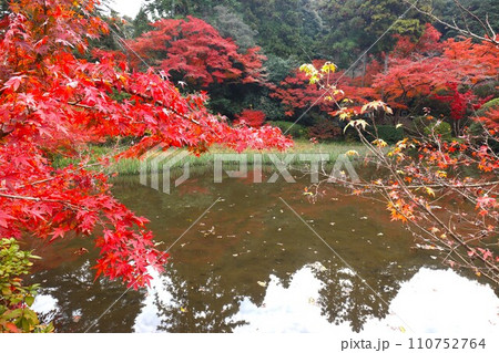 長岳寺紅葉 110752764