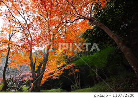 長岳寺紅葉 長岳寺紅葉 110752800
