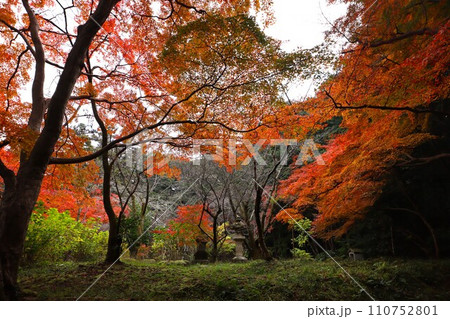 長岳寺紅葉 110752801