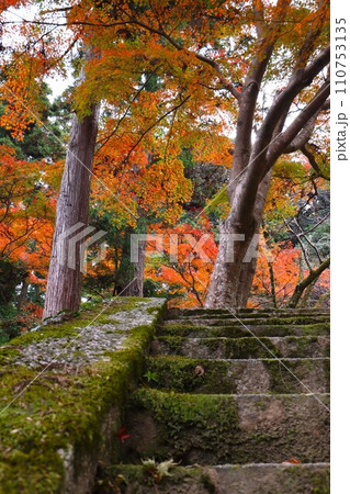 長岳寺紅葉 110753135