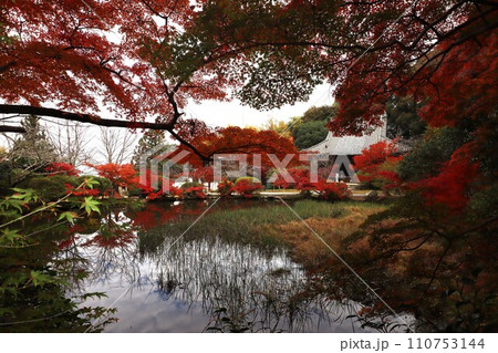 長岳寺紅葉 長岳寺紅葉 110753144