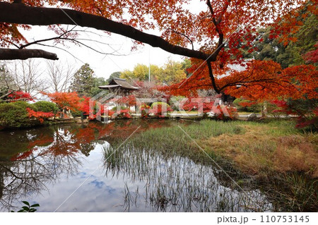 長岳寺紅葉 長岳寺紅葉 110753145