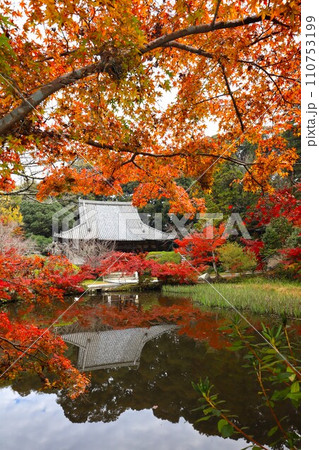 長岳寺紅葉 110753199