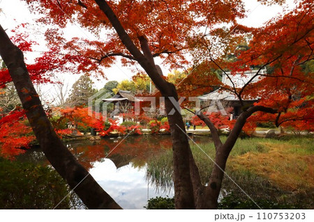 長岳寺紅葉 110753203