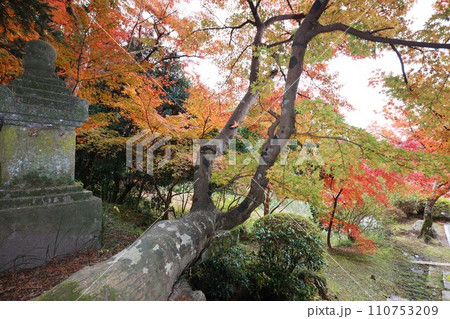 長岳寺紅葉 110753209
