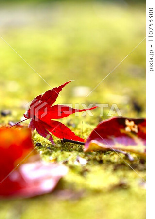 長岳寺紅葉 110753300