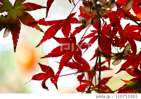 長岳寺紅葉 110753301