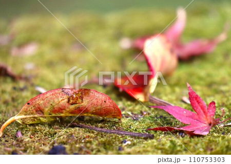 長岳寺紅葉 長岳寺紅葉 110753303