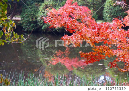 長岳寺紅葉 長岳寺紅葉 110753339