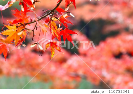 長岳寺紅葉 長岳寺紅葉 110753341
