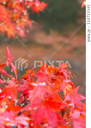 長岳寺紅葉 110753342