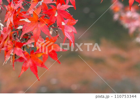 長岳寺紅葉 110753344