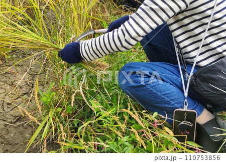 稲刈体験　〜Harvesting rice 110753856