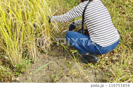 稲刈体験 〜Harvesting rice 稲刈体験 〜Harvesting rice 110753859