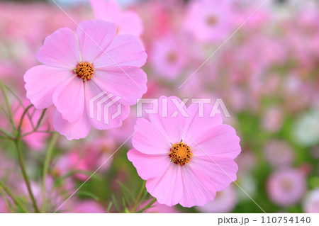 ピンク色のコスモスの花 ピンク色のコスモスの花 110754140