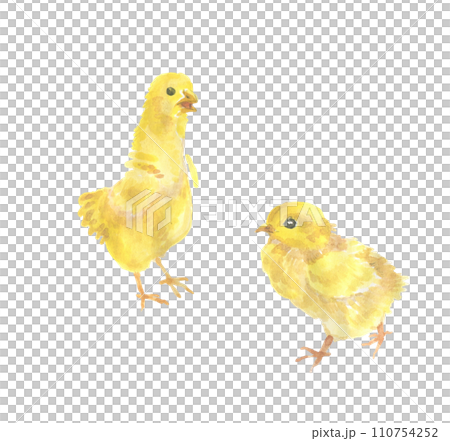 two chicks two chicks 110754252