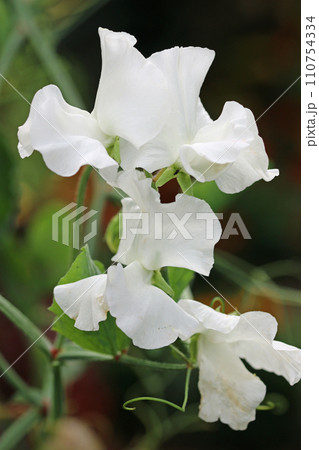 White sweet pea flowers in close up 110754334