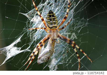Wasp spider and prey on web in close up 110754342