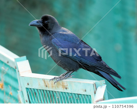 ハシブトガラス ハシブトガラス 110754396