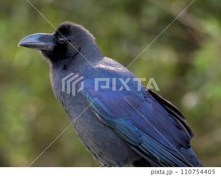 ハシブトガラス ハシブトガラス 110754405