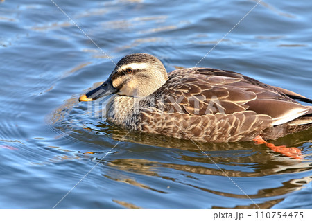 カルガモ カルガモ 110754475