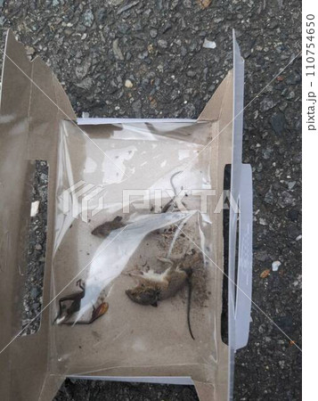 ゴキブリホイホイに捕まったネズミ ゴキブリホイホイに捕まったネズミ 110754650