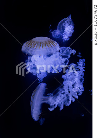 Beautiful jellyfish (carybdea brevipedalia) floating in the aquarium on the black background Beautiful jellyfish (carybdea brevipedalia) floating in the aquarium on the black background 110754672
