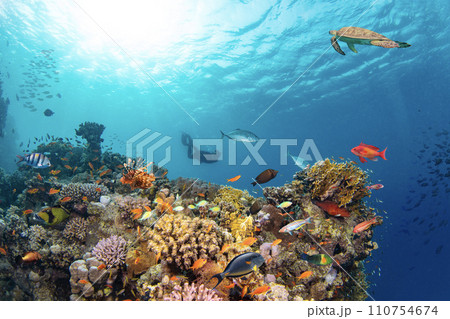 Underwater Tropical Corals Reef with colorful sea fish. Marine life sea world. Tropical colourful underwater seascape. Underwater Tropical Corals Reef with colorful sea fish. Marine life sea world. Tropical colourful underwater seascape. 110754674