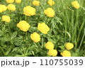 Flowering group of Trollius globeflower or globe flower at meadow. Yellow wild flowers in the garden Flowering group of Trollius globeflower or globe flower at meadow. Yellow wild flowers in the garden 110755039